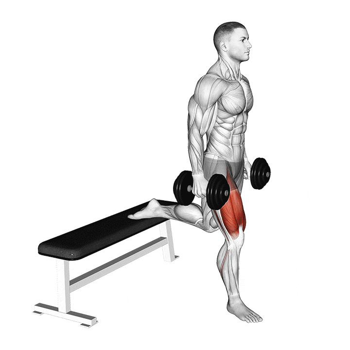 Dumbbell Bulgarian Split Squat animation