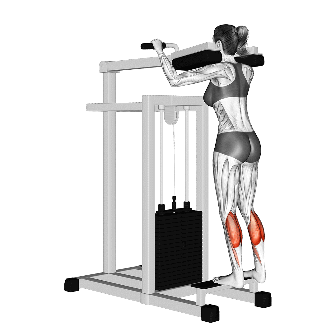 Standing Calf Raise animation