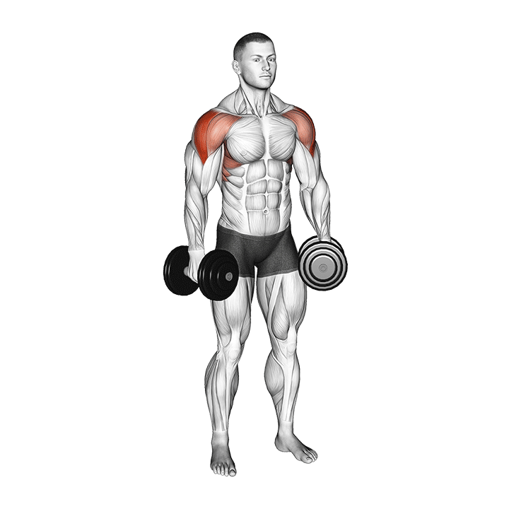 Dumbbell Lateral Raise animation