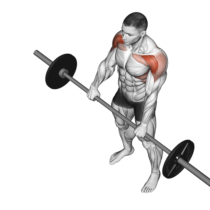 Barbell Front Raise animation