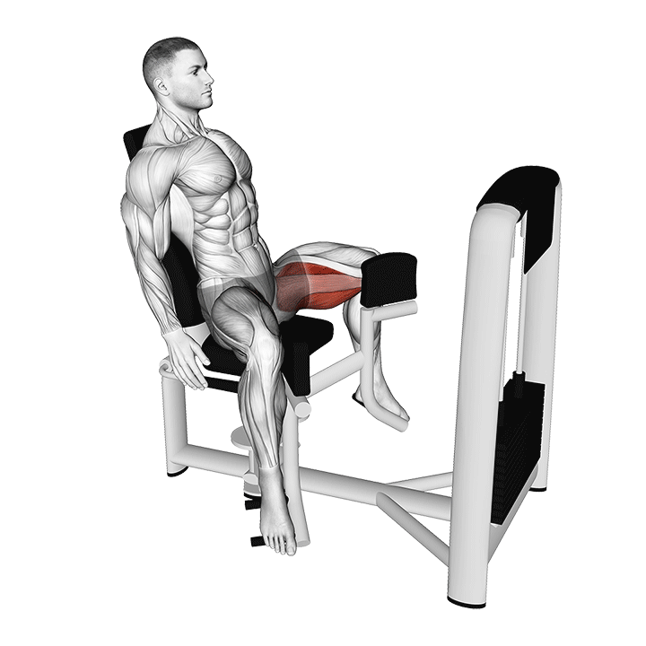 Hip Adduction animation