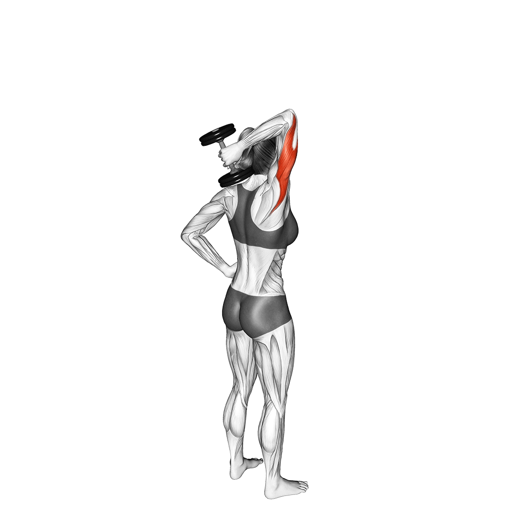 Tricep Overhead Extension animation