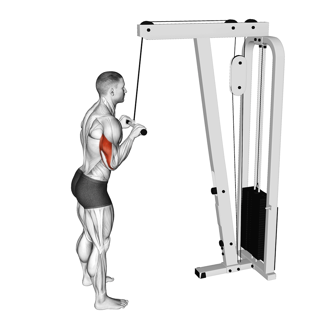 Cable Straight Bar Tricep Pushdown animation