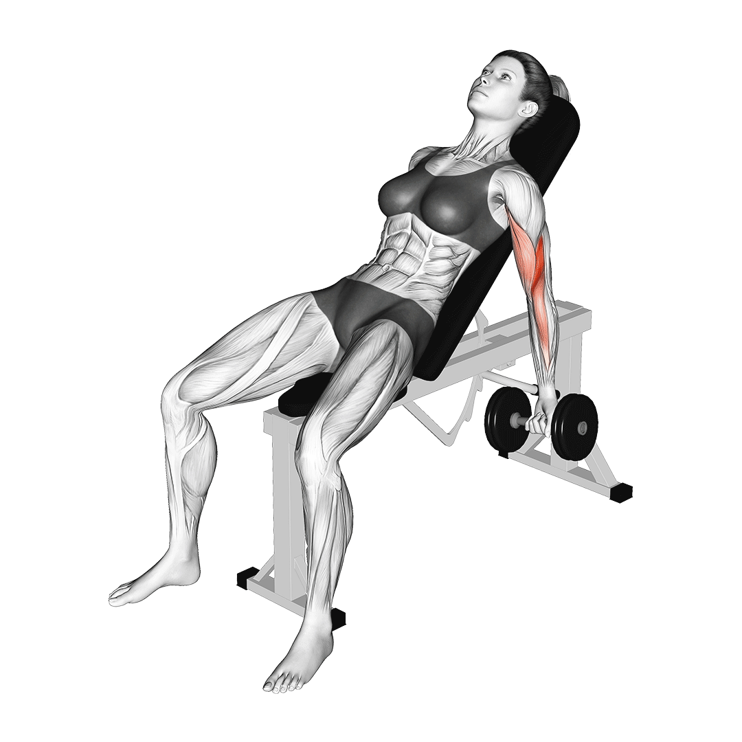 Incline Dumbbell Curls animation