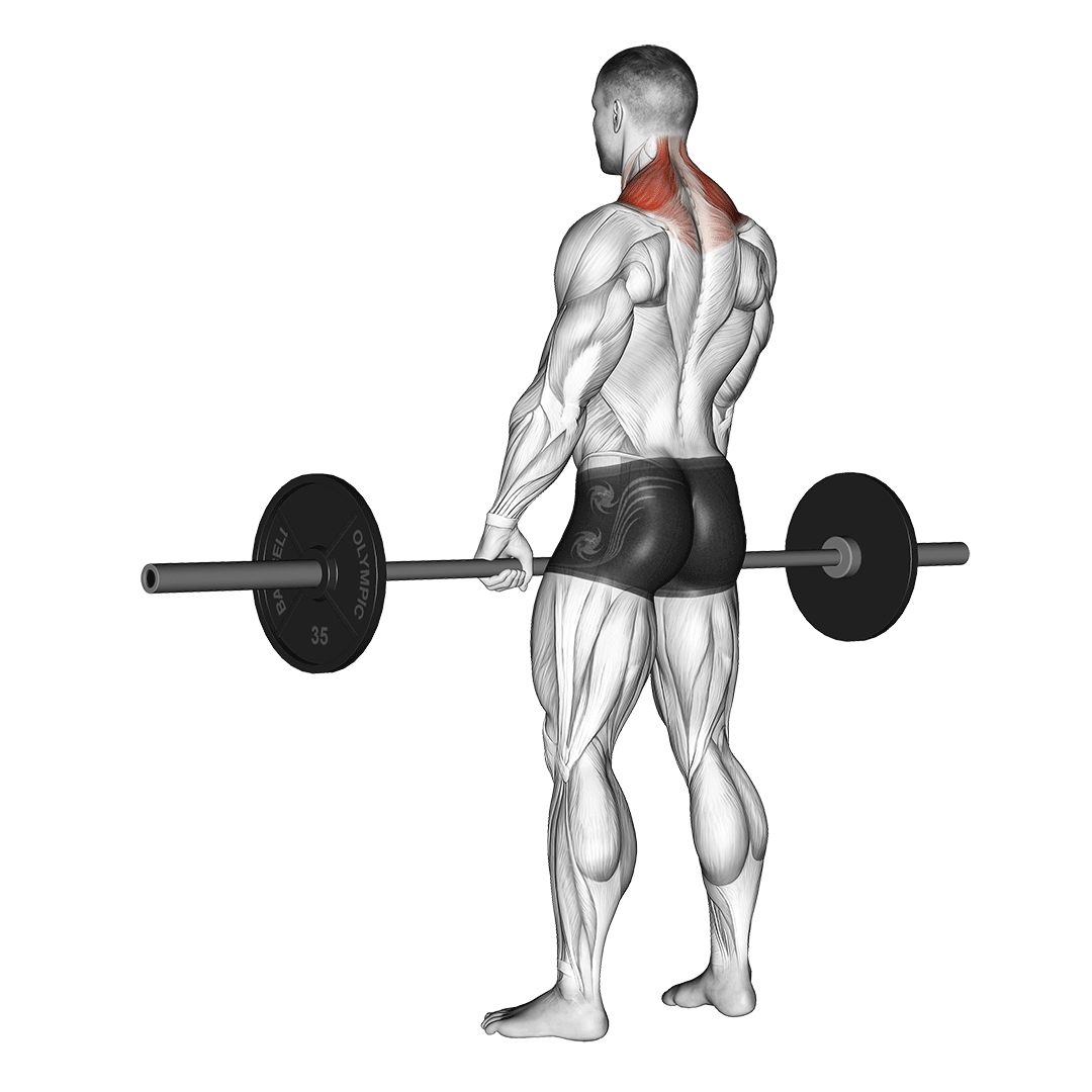 Barbell Shrug animation