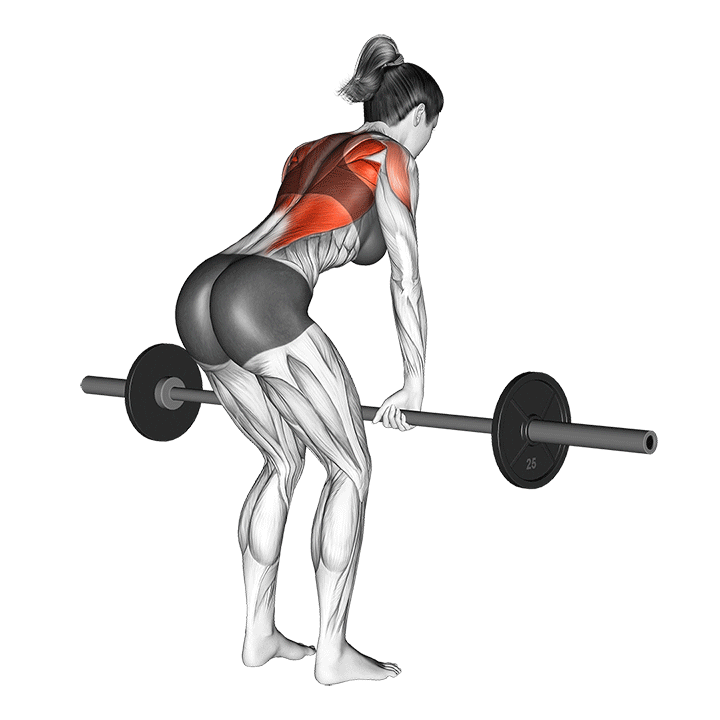 Barbell Bent Over Row animation