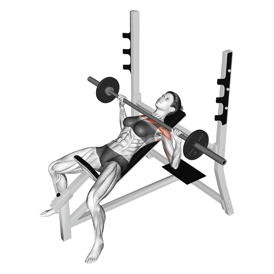 Barbell Incline Bench Press animation
