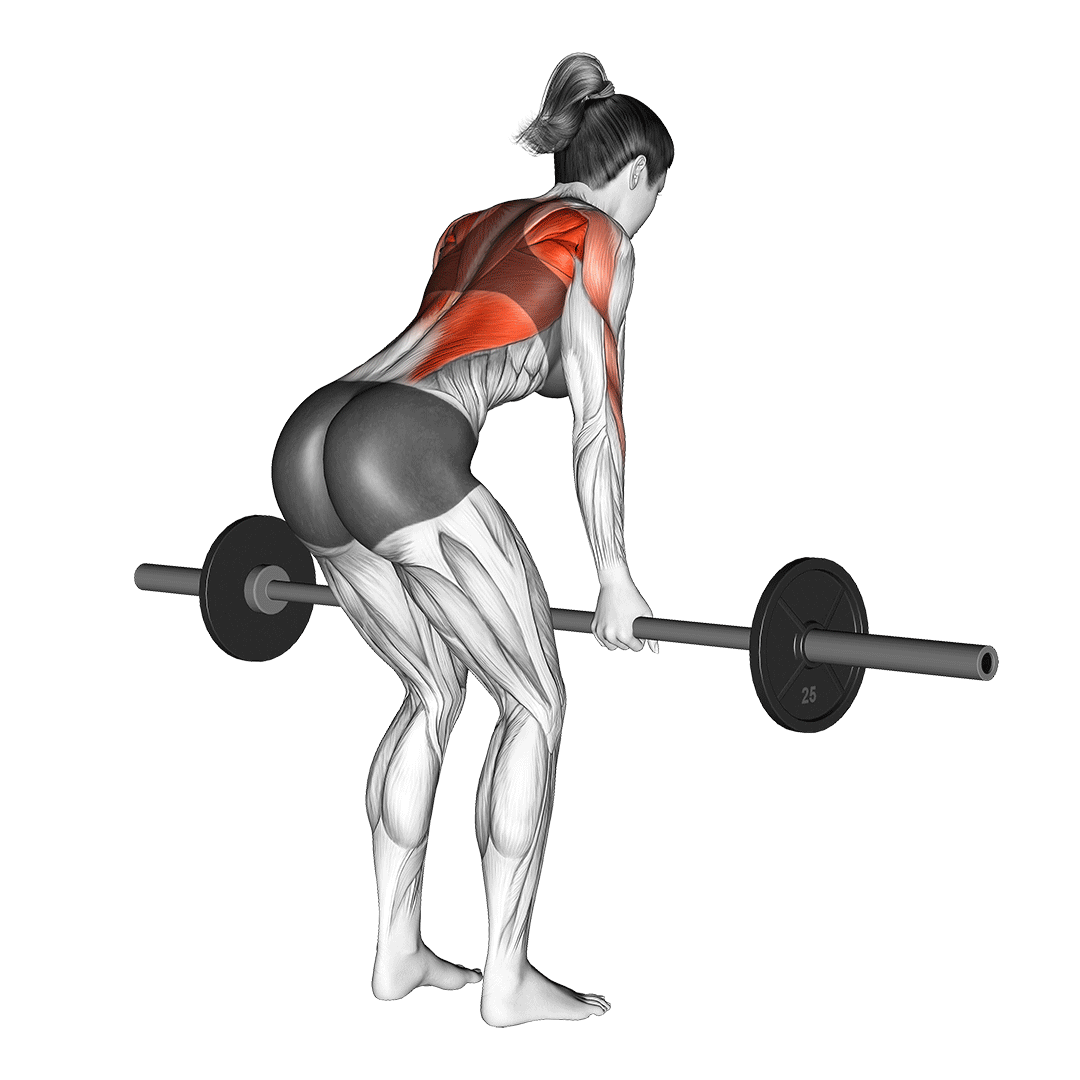 Yates Row / Reverse Barbell Bent Over Row animation