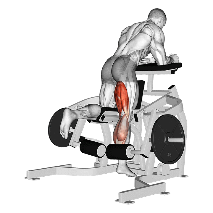 Standing Leg Curl animation