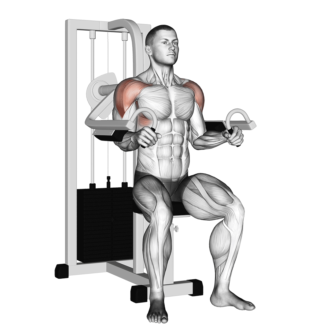 Lateral Raise Machine animation