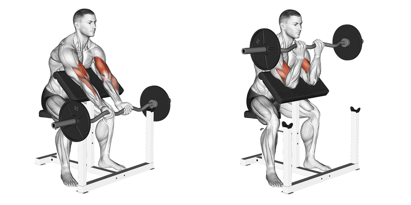 Ez-Bar Preacher Curl