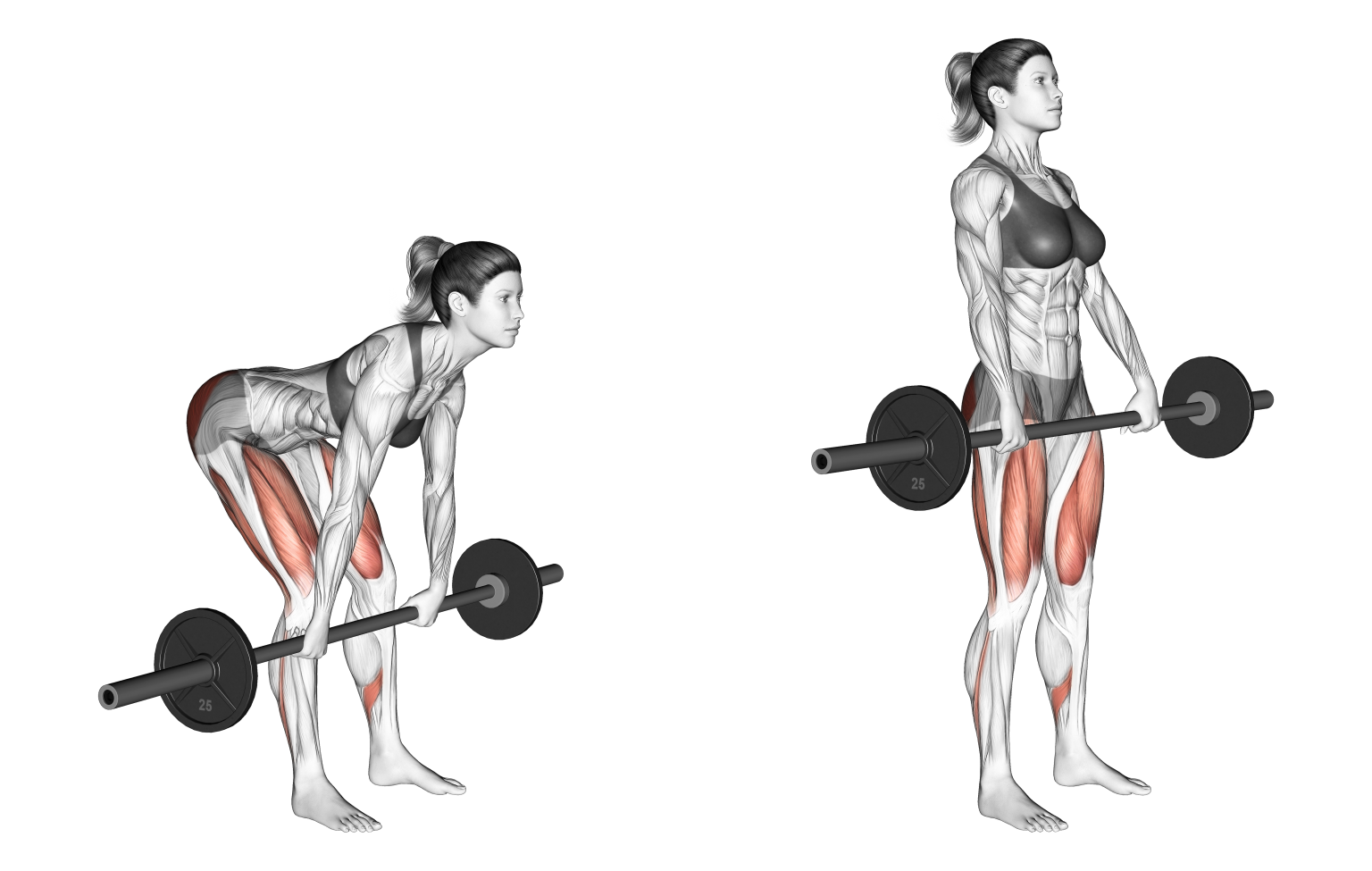Barbell Romanian Deadlift / RDL