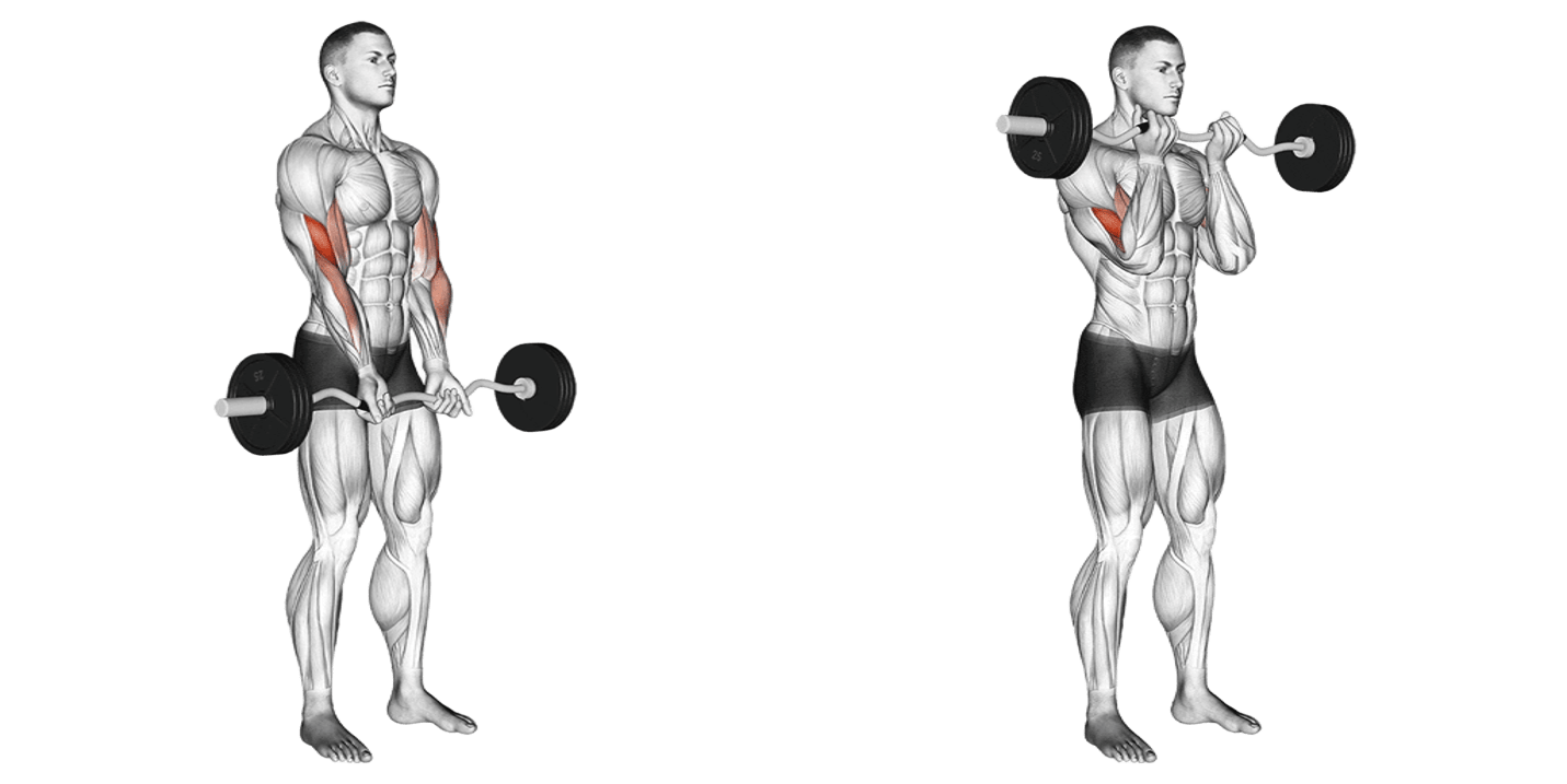 Ez-Bar Close Grip Curl