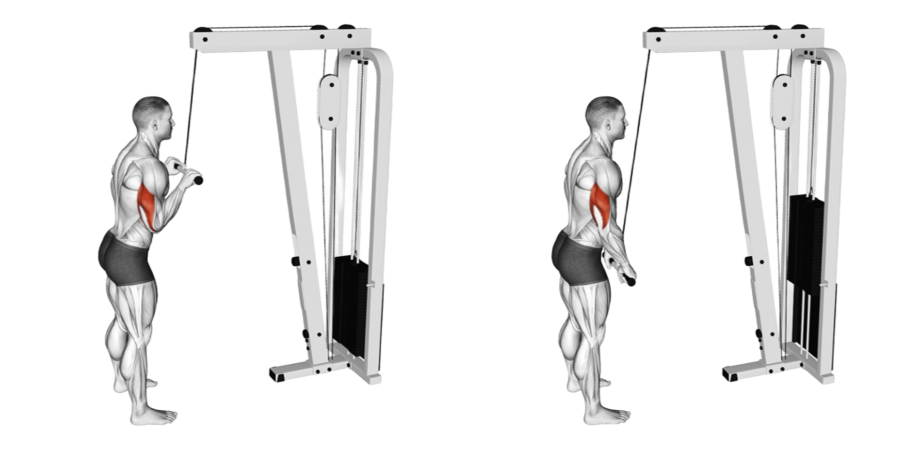 Cable Straight Bar Tricep Pushdown
