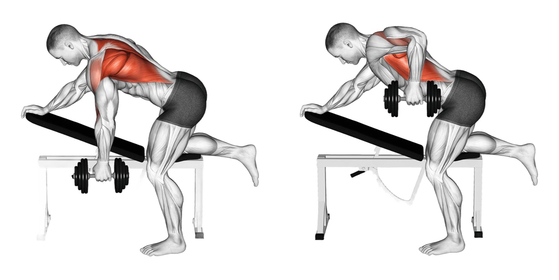 Dumbbell Row