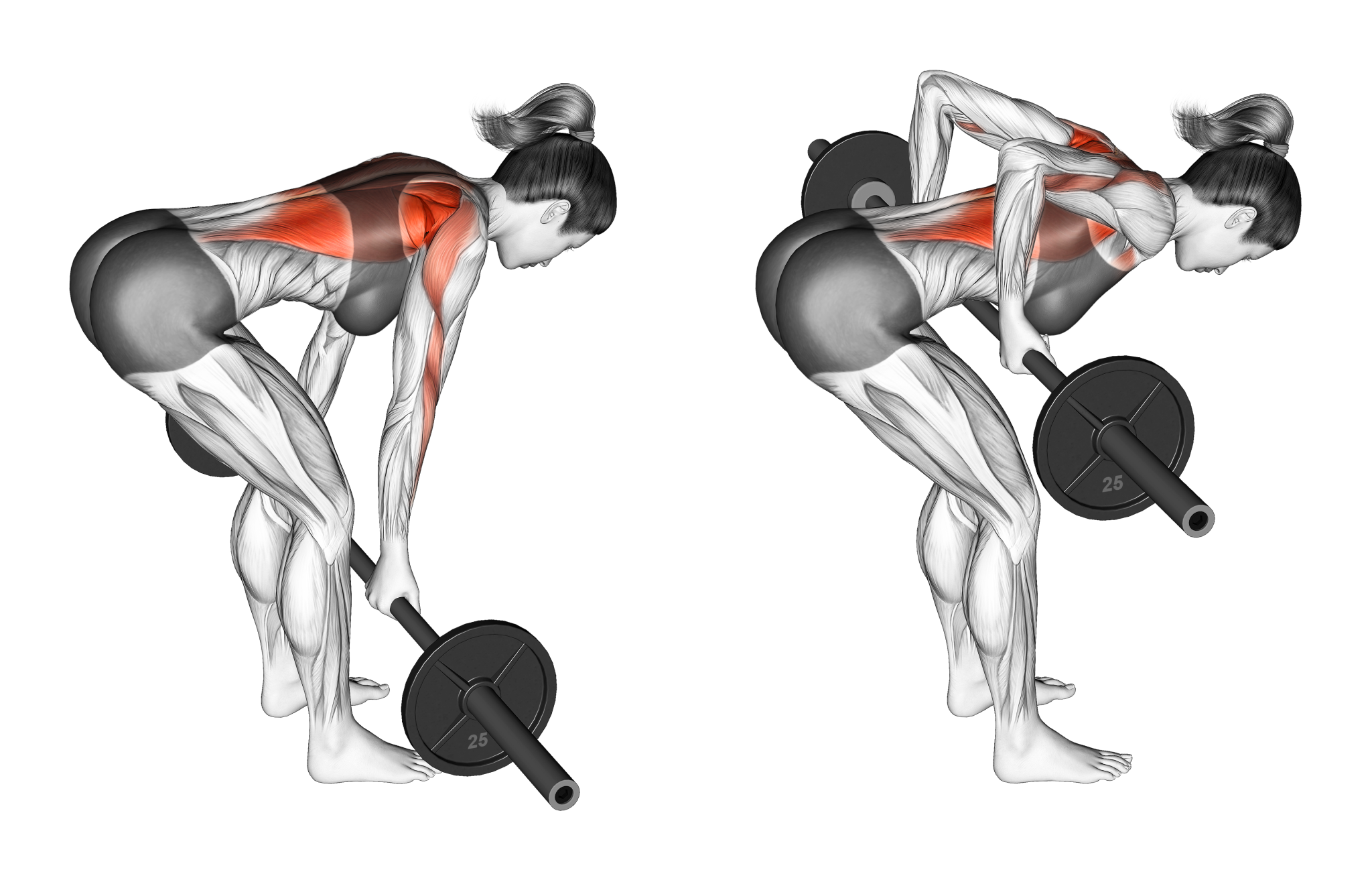 Yates Row / Reverse Barbell Bent Over Row