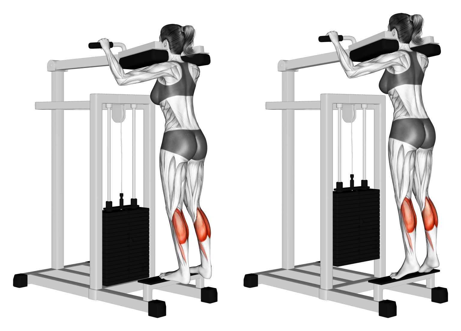 Standing Calf Raise