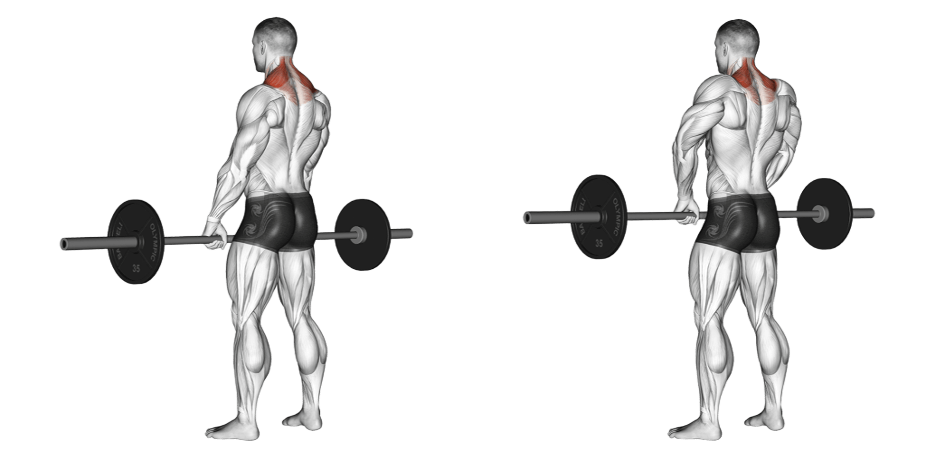 Barbell Shrug