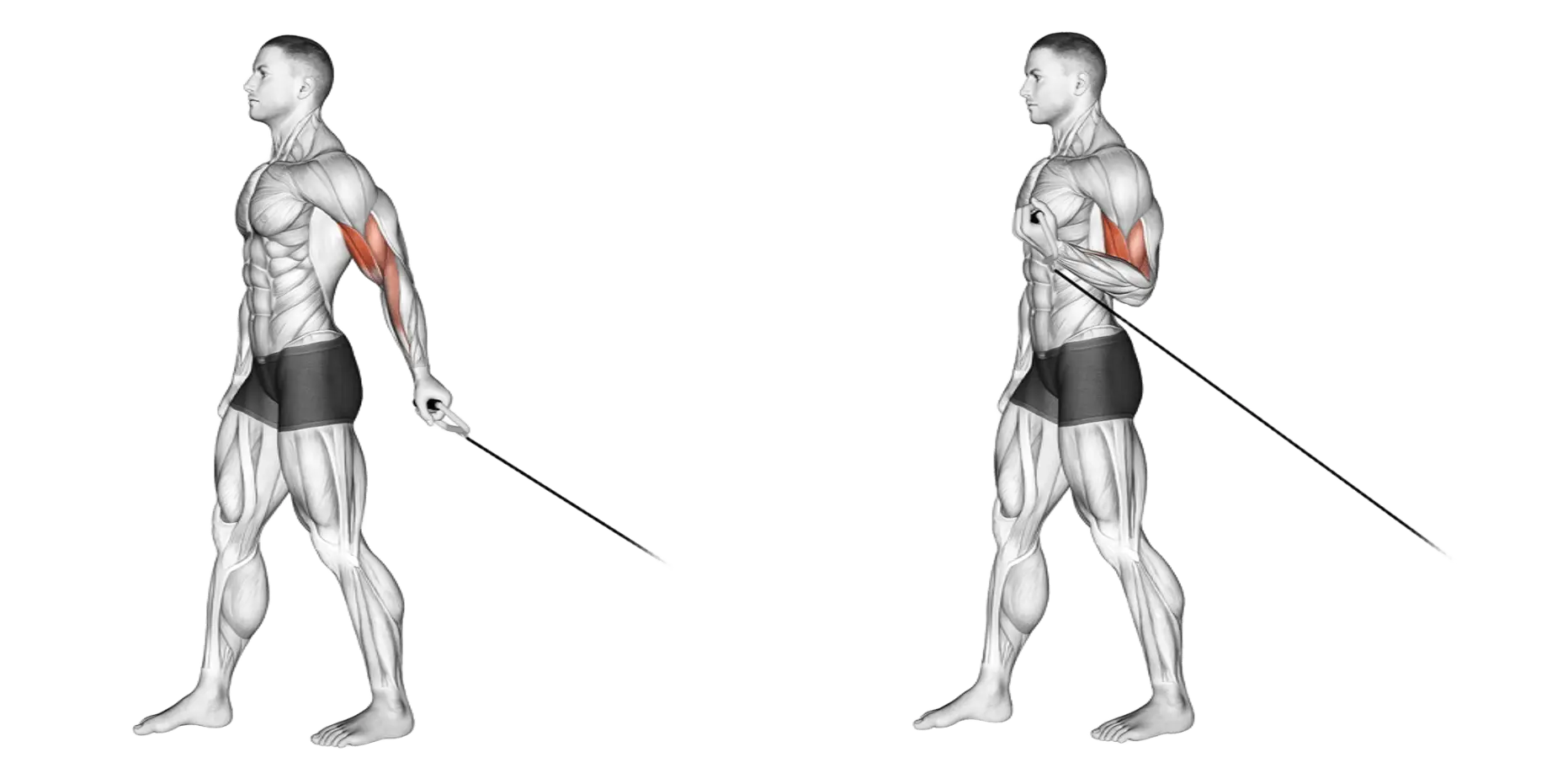 Bayesian Cable Curls