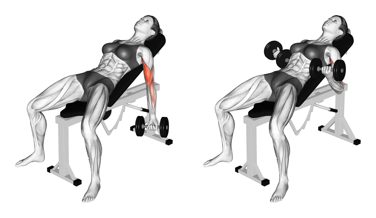 Incline Dumbbell Curls