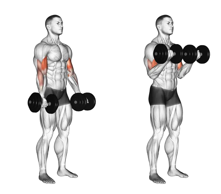 Dumbbell Bicep Curl