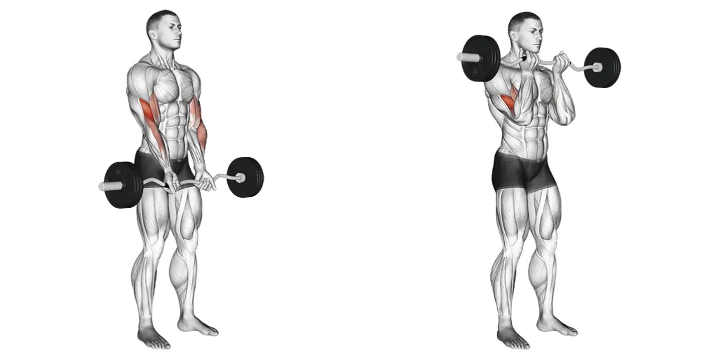 Ez-Bar Close Grip Curl