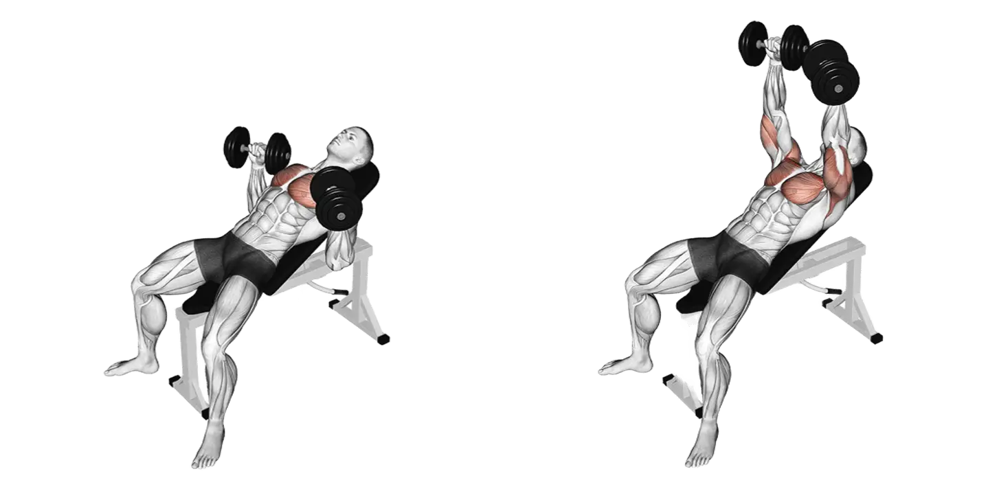 Dumbbell Incline Bench Press