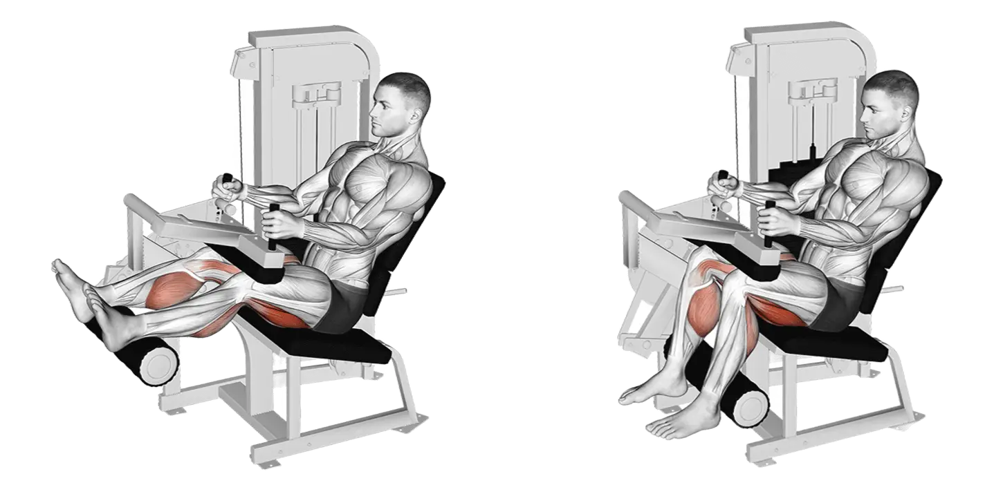 Seated Leg Curl