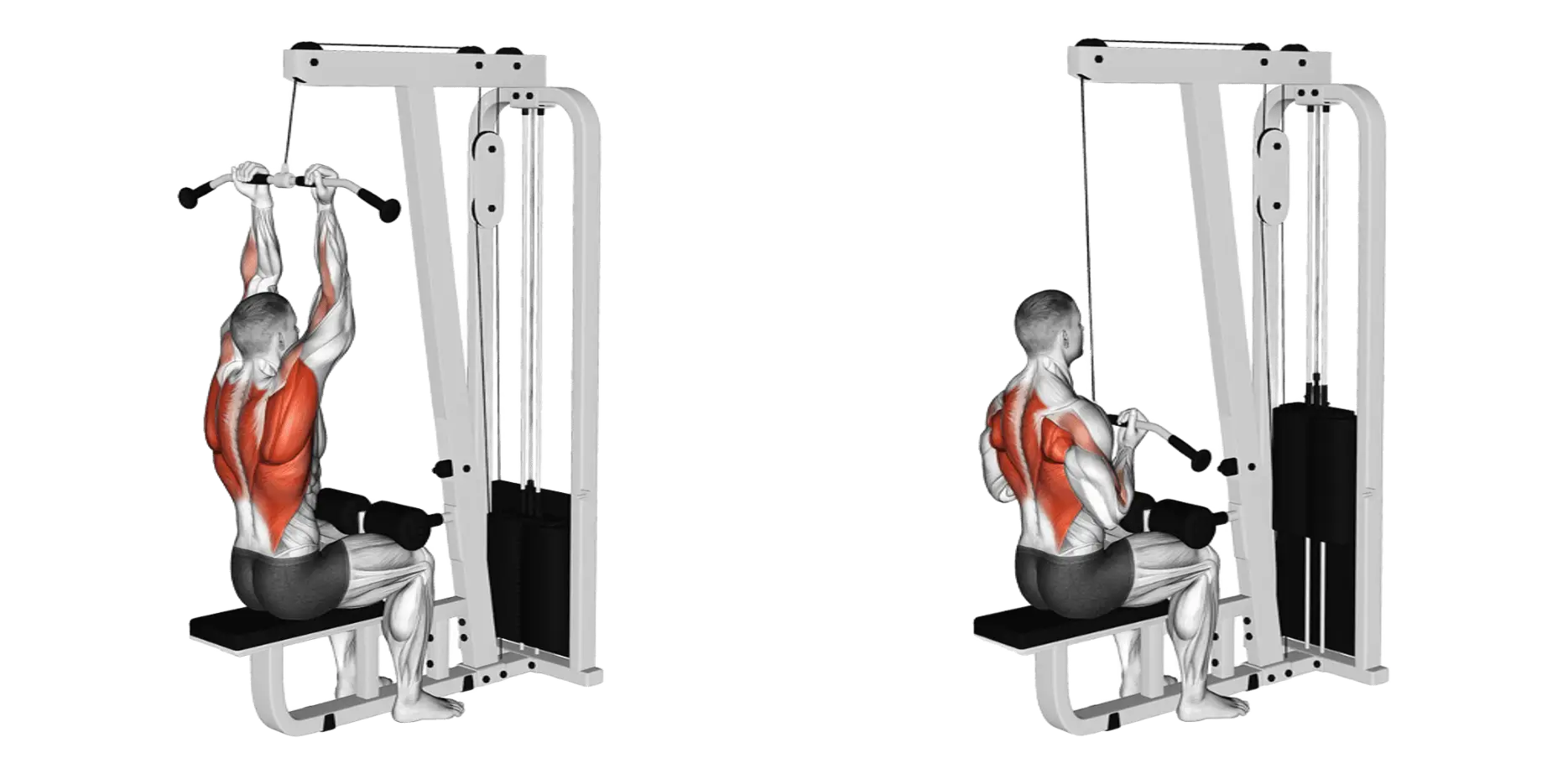 Supinated / Reverse Grip Lat Pulldown